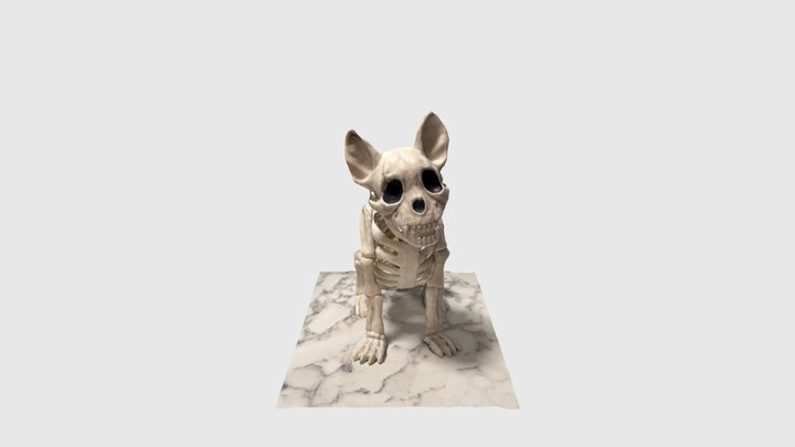 French Bulldog Skeleton 3D Model