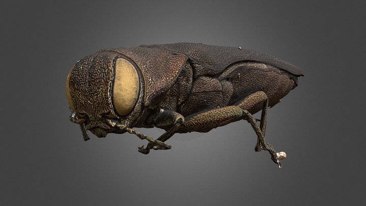 Agrilus anxius – Free 3D Model STL