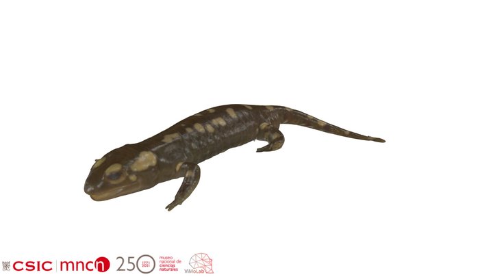 Salamandra longirostris - MNCN16726 3D Model