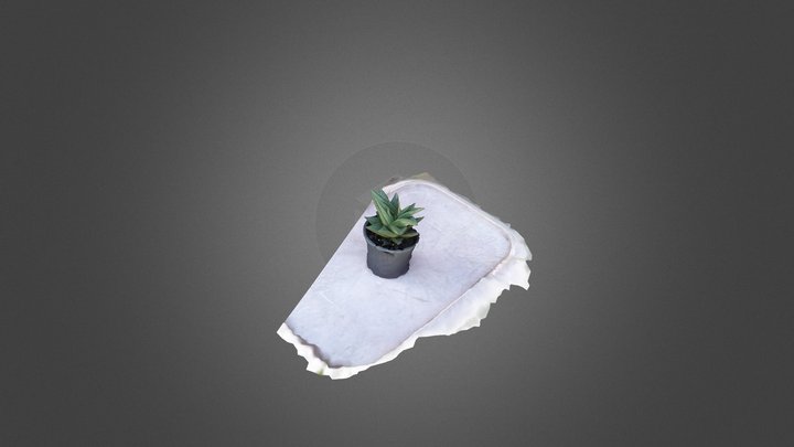 Gasteria x Aloe (Gasteraloe/Aloegator) 3D Model