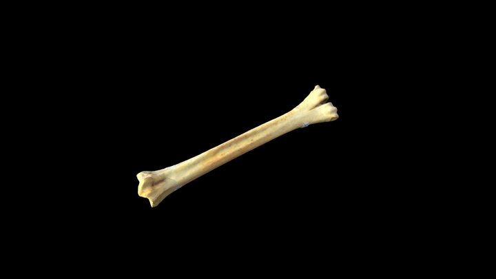 Metatarso Lama glama 3D Model