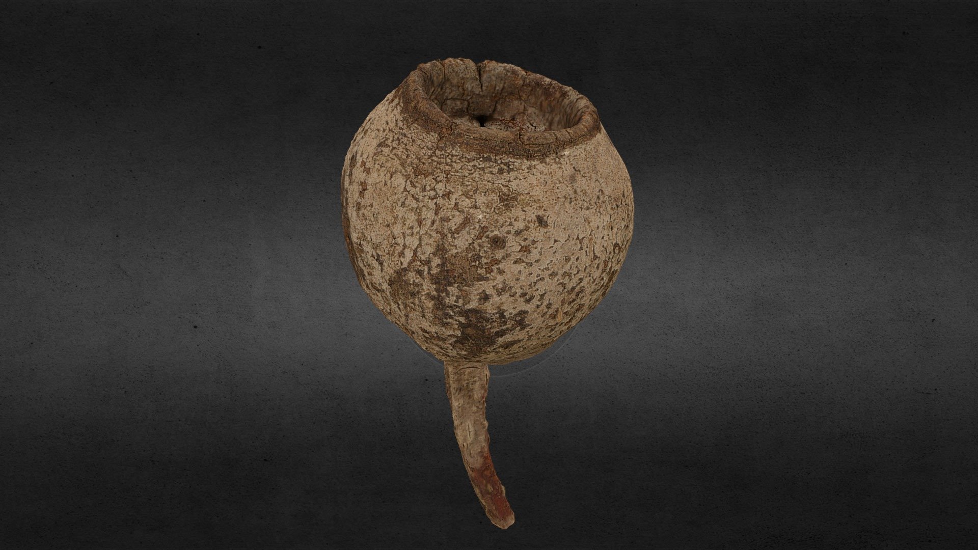 Seed Head - RC