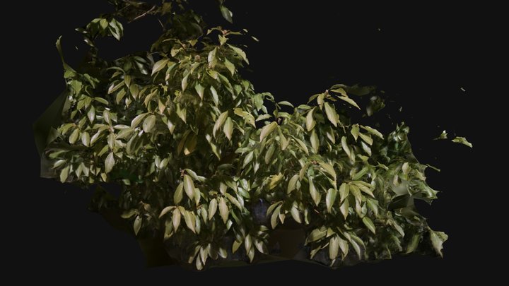 Tree Branches and Leaves 3D Model