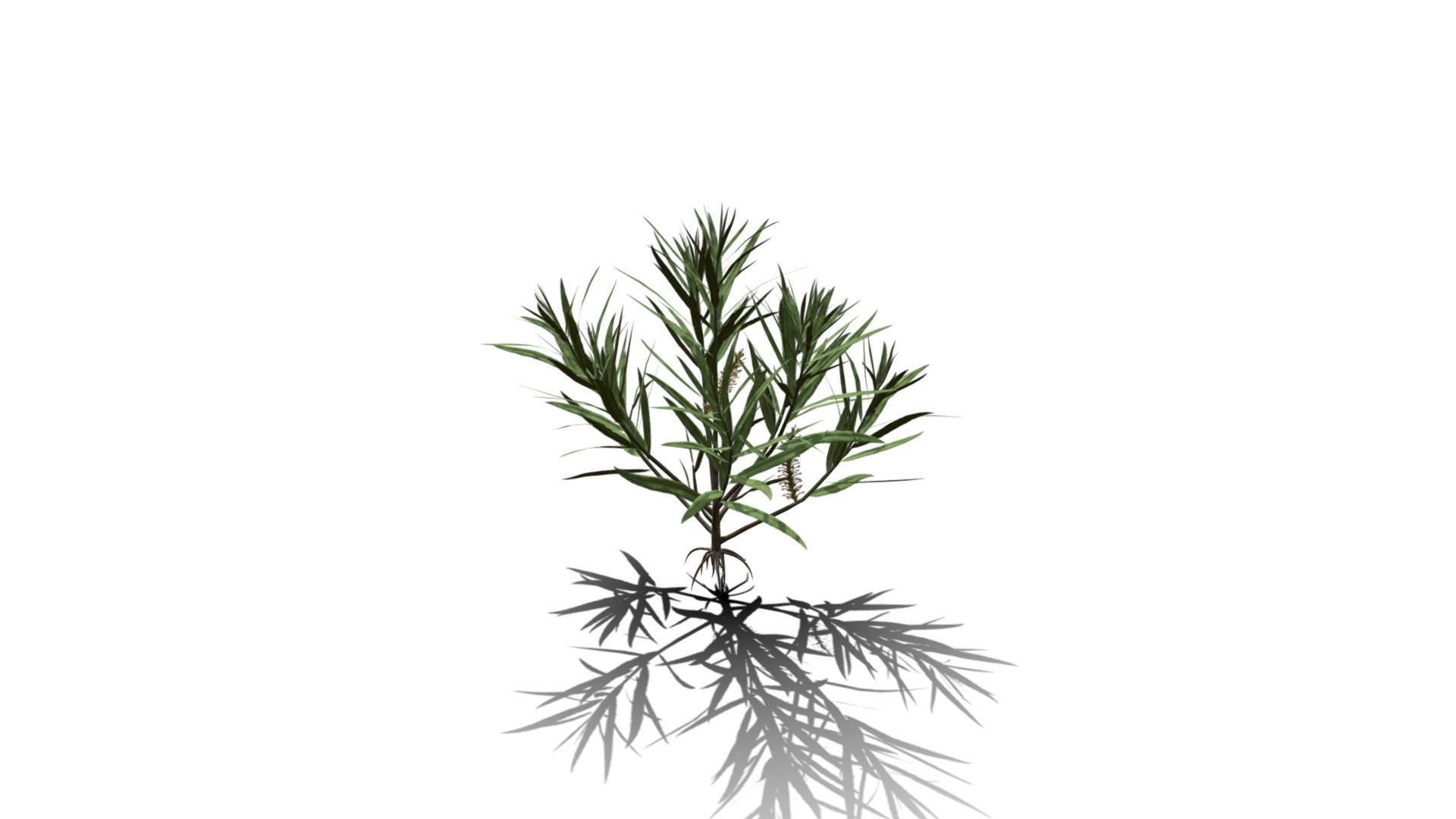 Realistic HD Rosemary willow (21/99) — Sketchfab embed 3D viewer