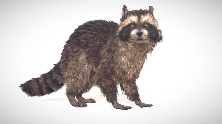 Realistic Raccoon 3D Model