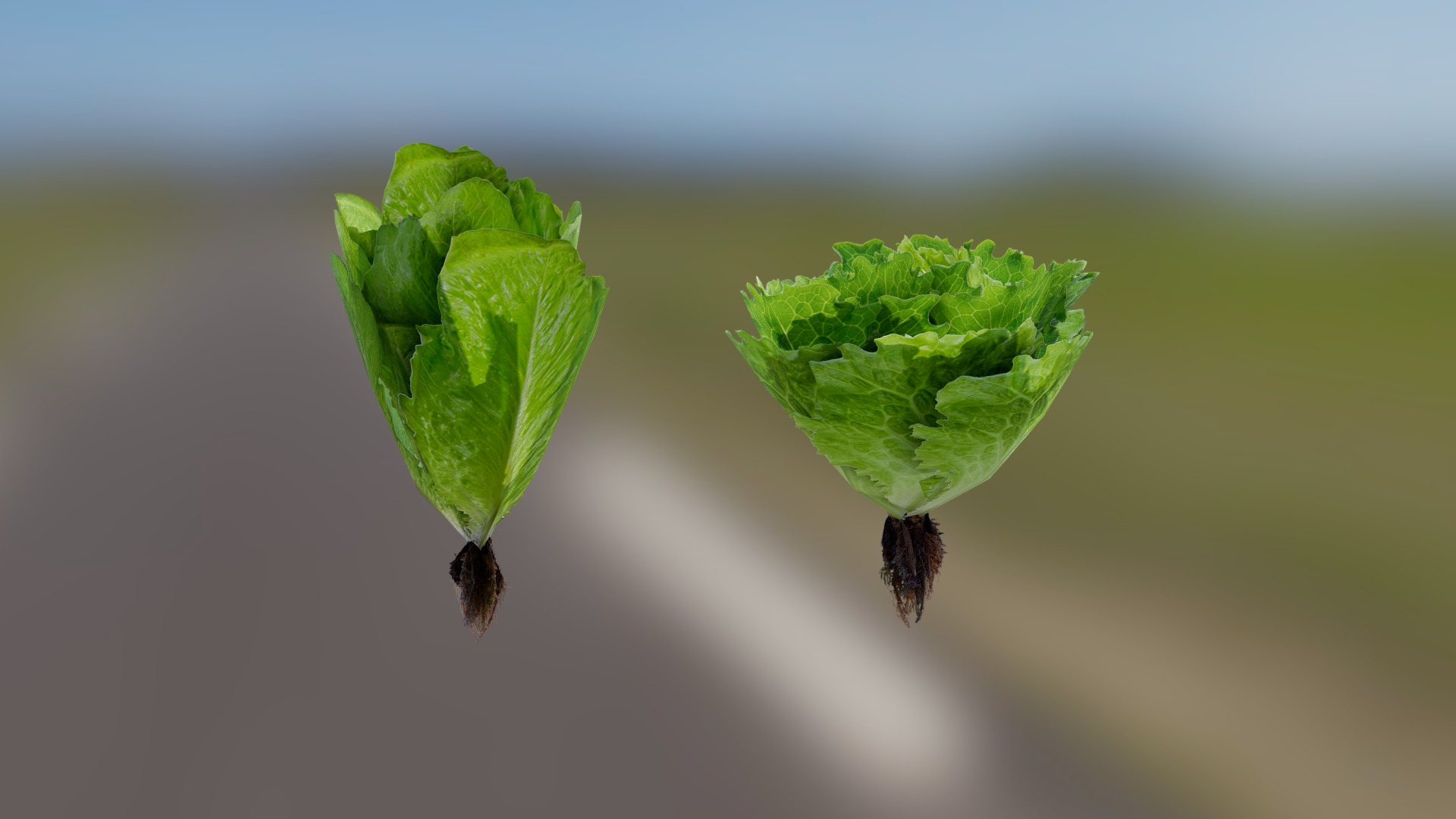 3D model Low poly Lettuces - This is a 3D model of the Low poly Lettuces. The 3D model is about a few leaves on a branch.