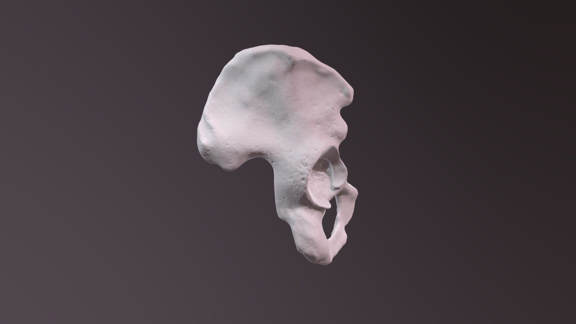 Pelvic Bone Model