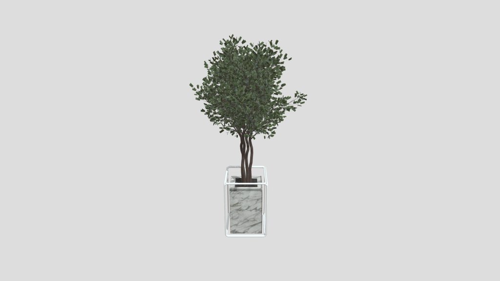 Sj Weeping Fig Flowerbox Set 03