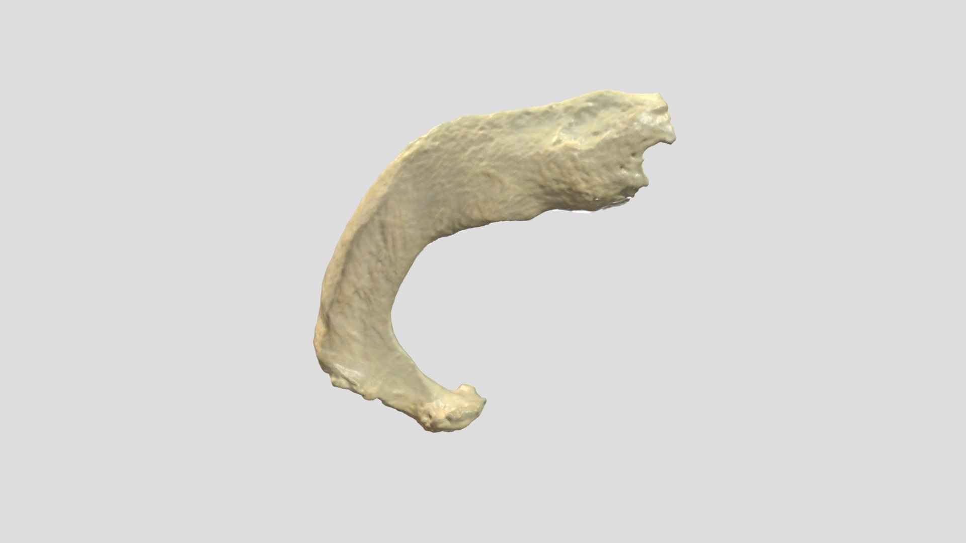 Rib 1_texture - 3D model by AnatomyUgent (@emaudena) [2ff6ccd] - Sketchfab