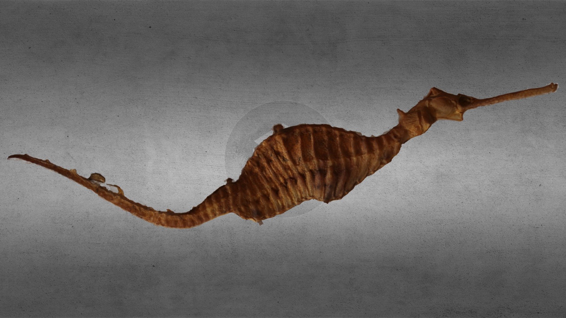 Weedy Sea Dragon