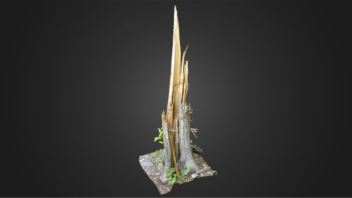 Tall Sharp broken Tree Trunk - Ryckevelde Forest 3D Model