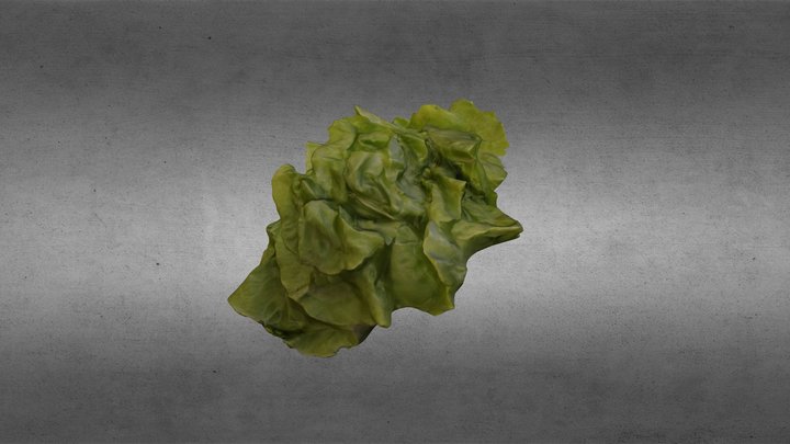 Salat 3D Model