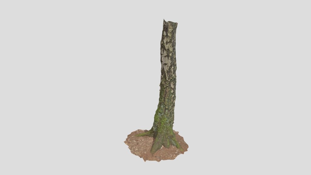 Birch Tree Trunk Forest Pbr Scan 01