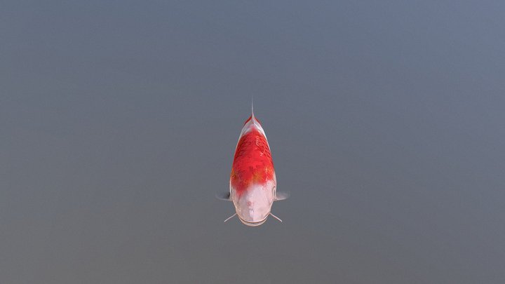 KOI 錦鯉 3D Model