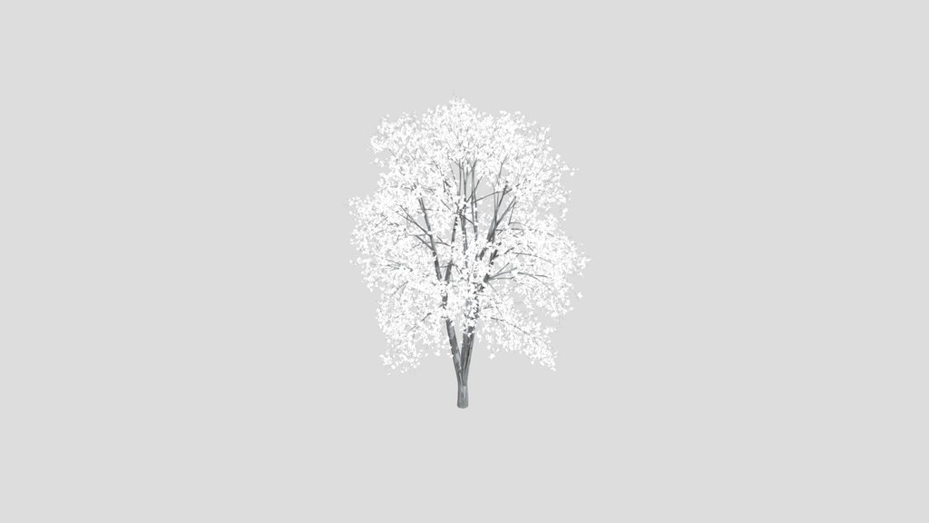 Silver Birch Tree Medium Summer