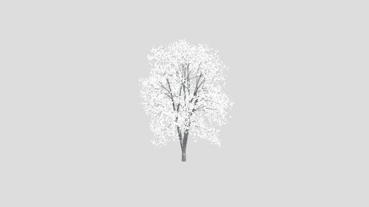 Silver Birch Tree Medium Summer