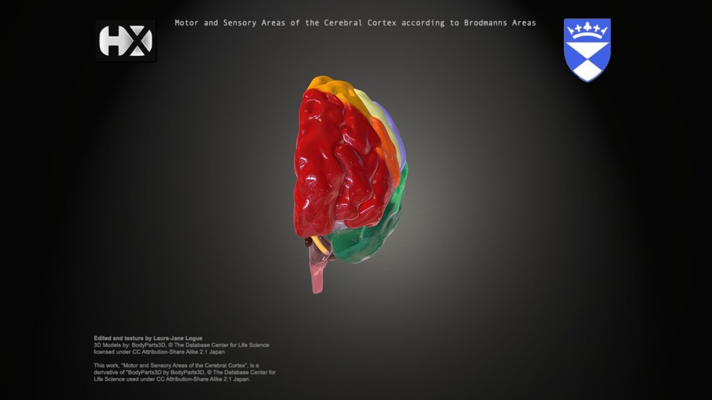 Neuroanatomy 3d ster