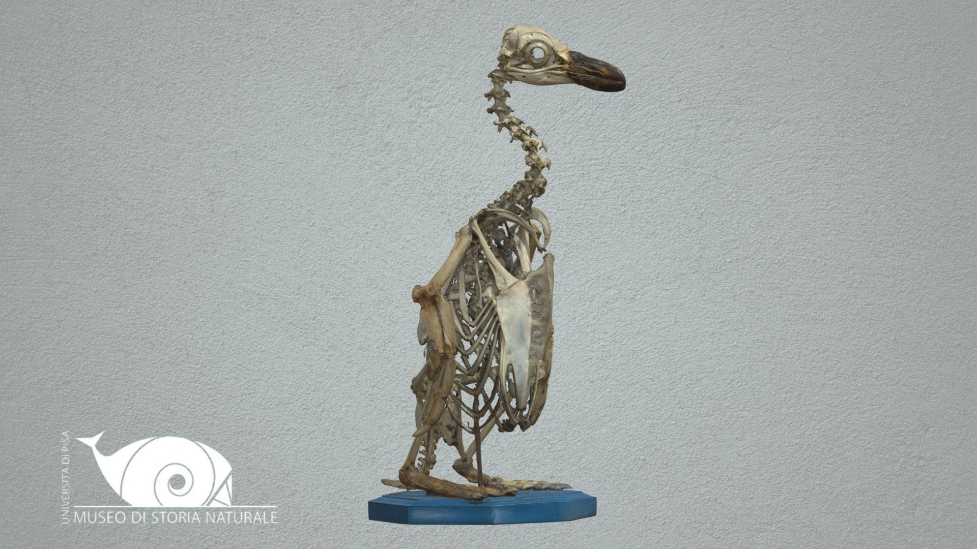 African penguin - 3D model by Natural History Museum, University of ...