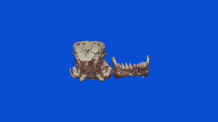 WORM LIZARD DIPLOMETOPON SKULL AND JAW