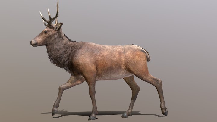 Deer walk-cycle Animated 3D Model