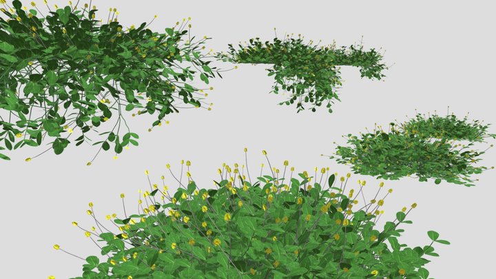 Arachis repens| Low Poly Plant 3D Model