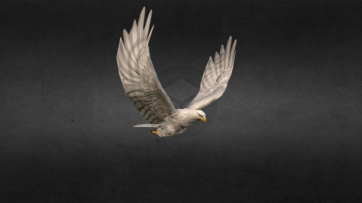 White Eagle Animation Fast Fly 3D Model