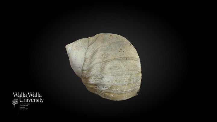 Lewis' Moon Snail (Euspira lewisii) 3D Model