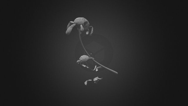 decaying daisy 3D Model