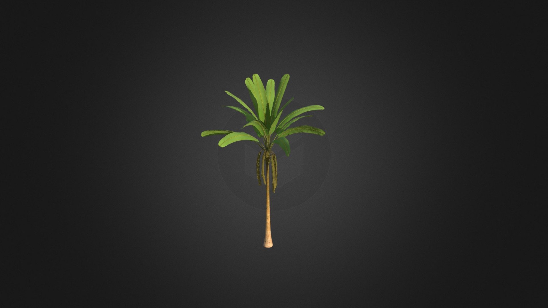 Banana Tree - Buy Royalty Free 3D model by cgaxis [302eee7] - Sketchfab ...