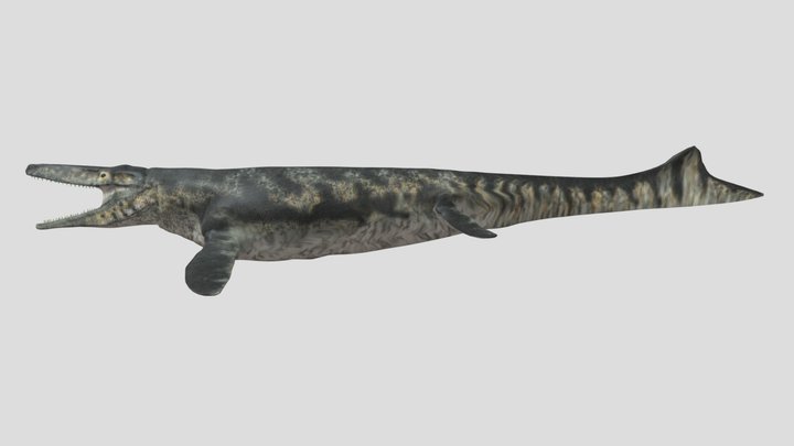 Tylosaurus Accurate 3D Model