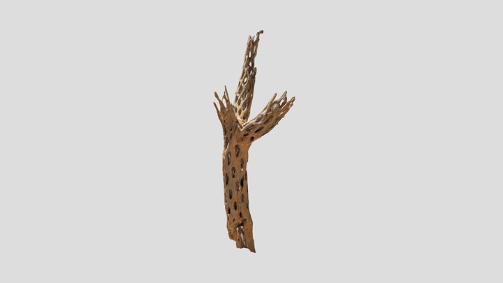 Cholla Branch – Modello 3D gratuito STL