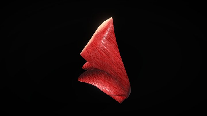 Músculo nasal 3D Model