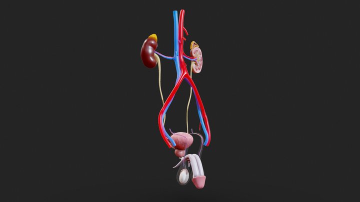 Male Reproductive System Anatomy 3D Model