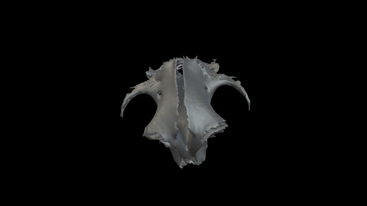 Zebra Shark (Stegostoma) Cranium 3D Model