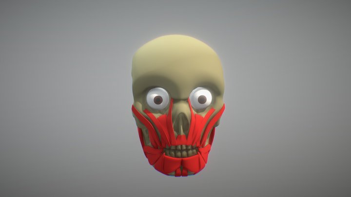 skull with face muscles 3D Model