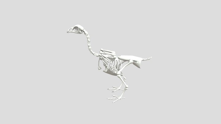 Low Poly Hen Skeleton 3D Model