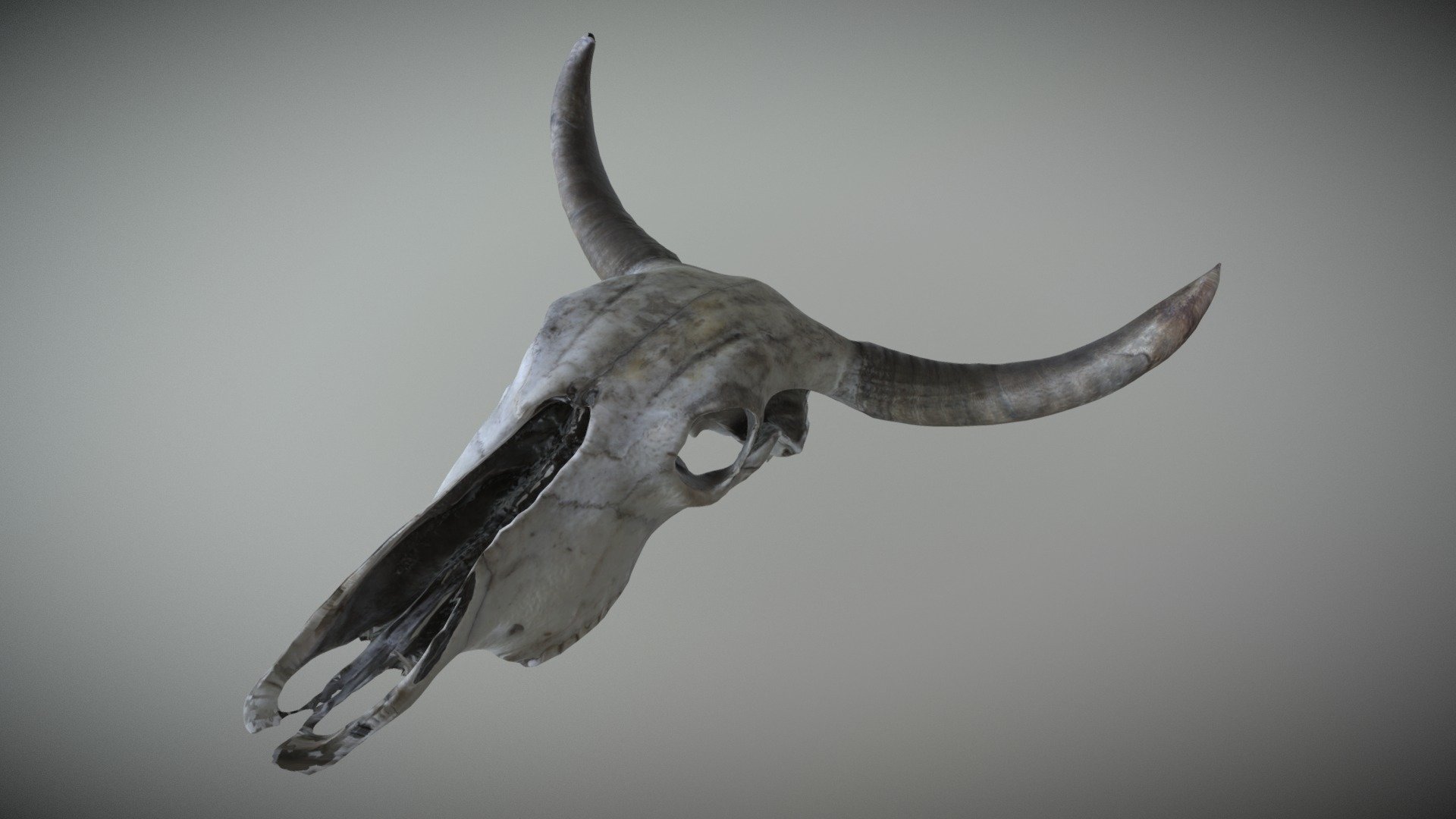 Cow Skull 3d Scan 3d Model By Stevearagonsite Stevearagon92