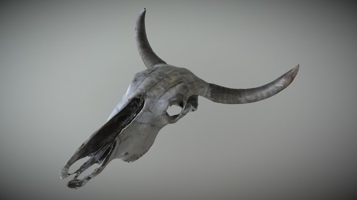 Cow Skull (3D Scan) 3D Model