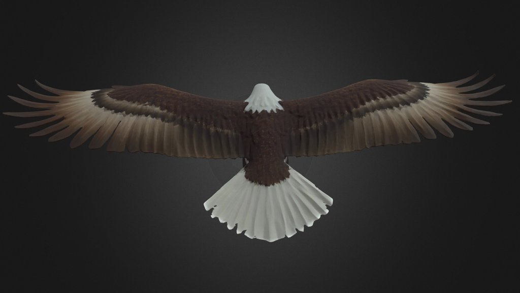 Bald Eagle Flying Bird Model