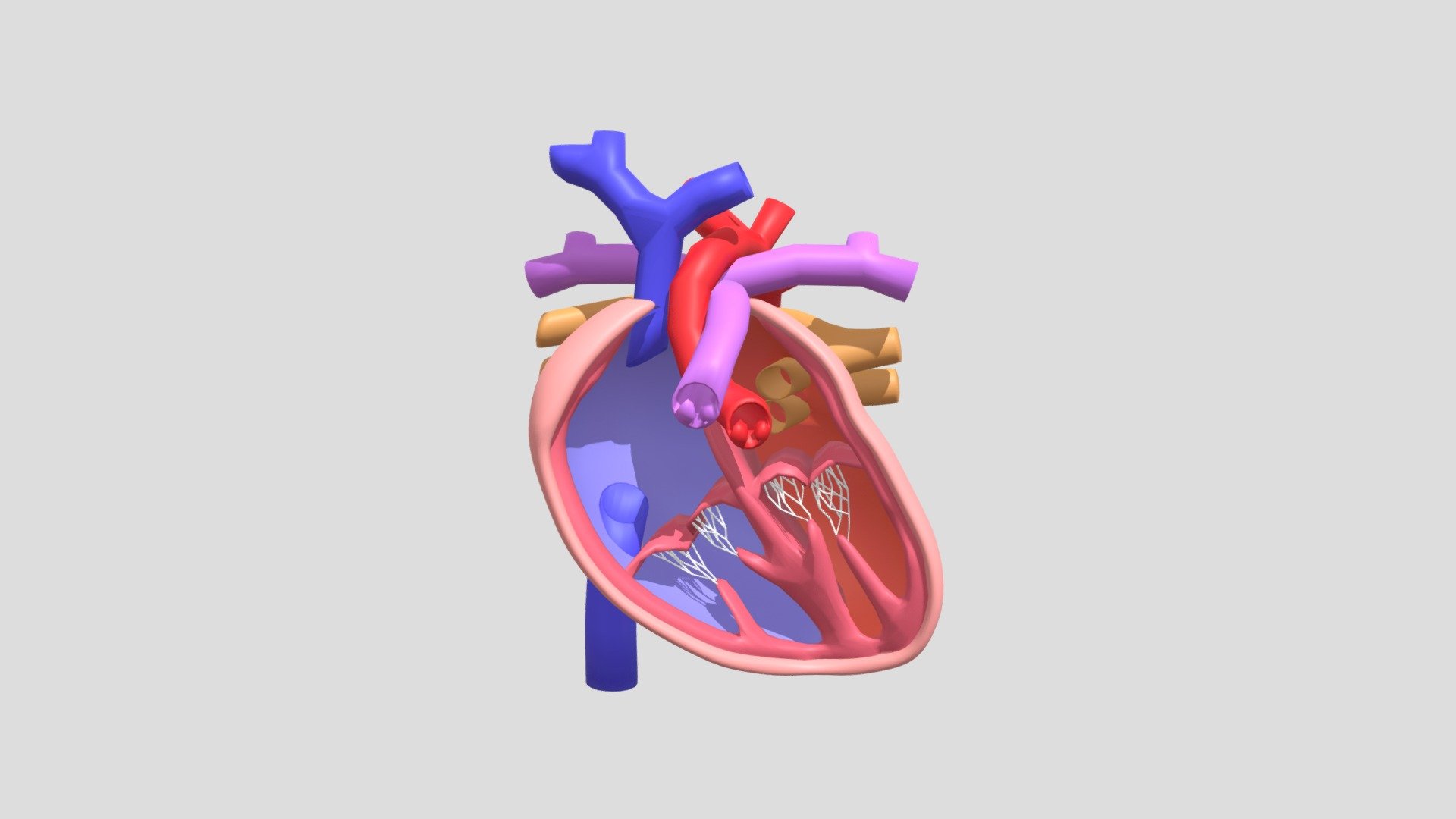 heart - 3D model by Mitsue Hayashi (@mh93) [3044bf2] - Sketchfab