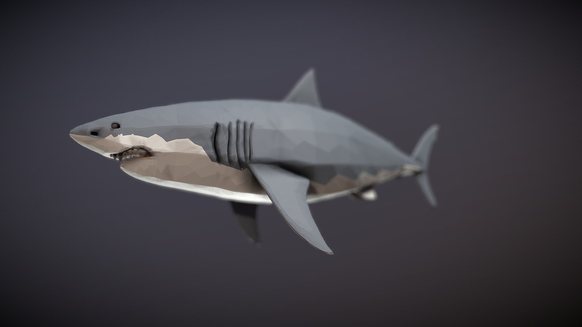 shark blender animation free 3D model animated