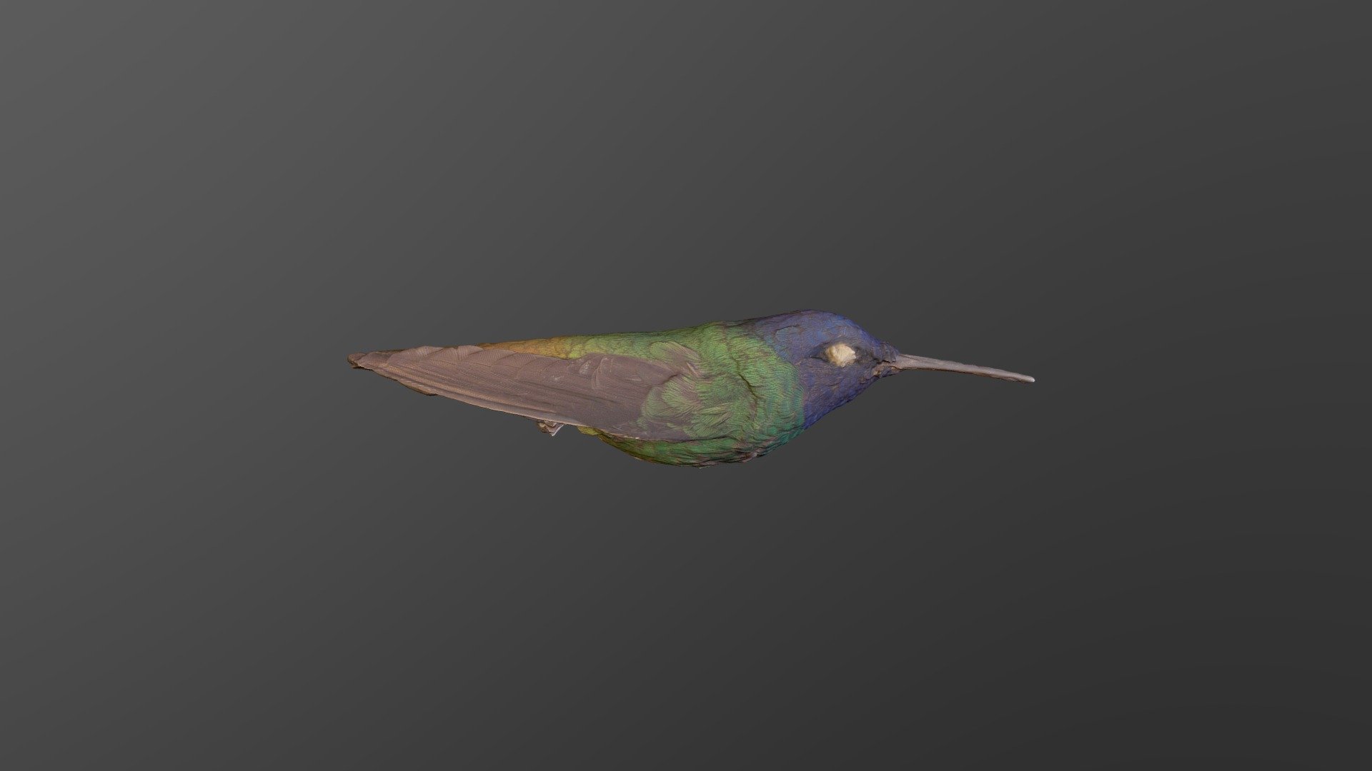 Chrysuronia Oenone