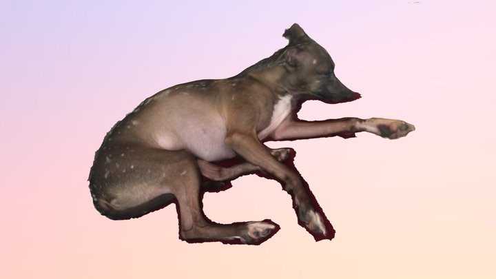 Sleeping Dog 3D Model