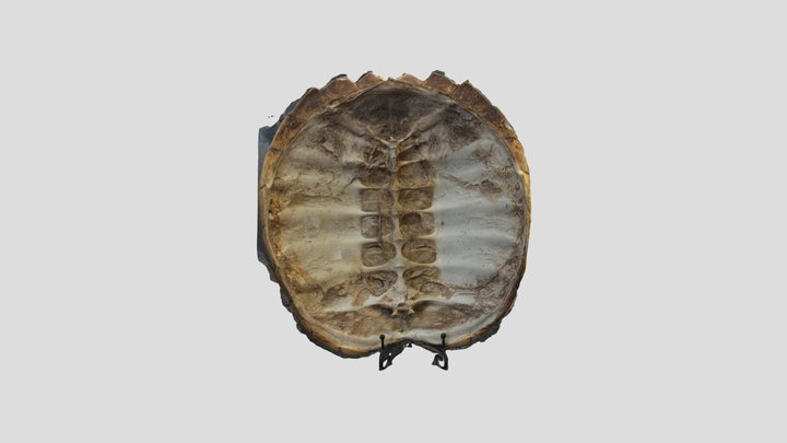 Turtle carapace 3D Model