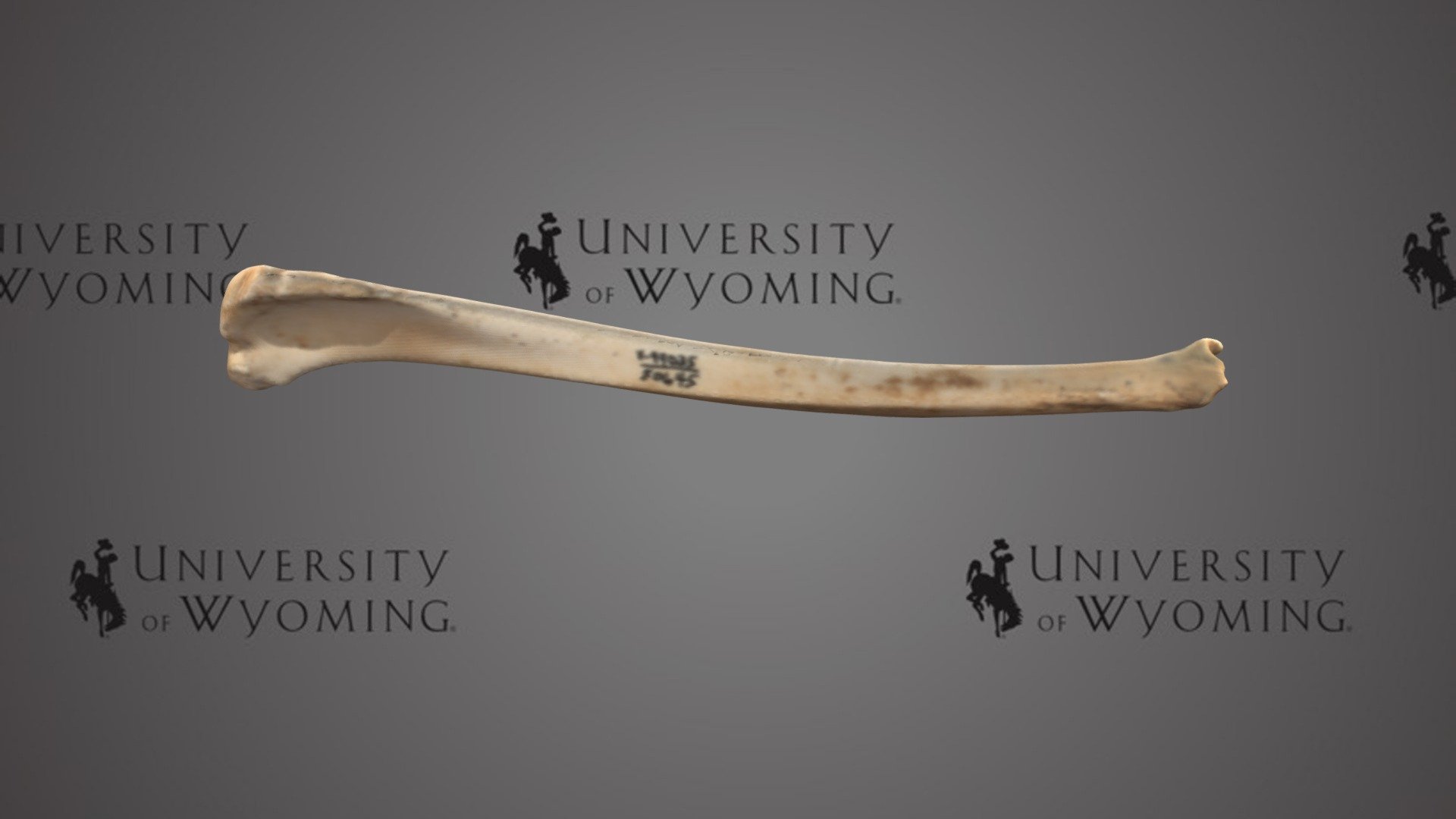 UW 50645 - Vulpes, Right Tibia