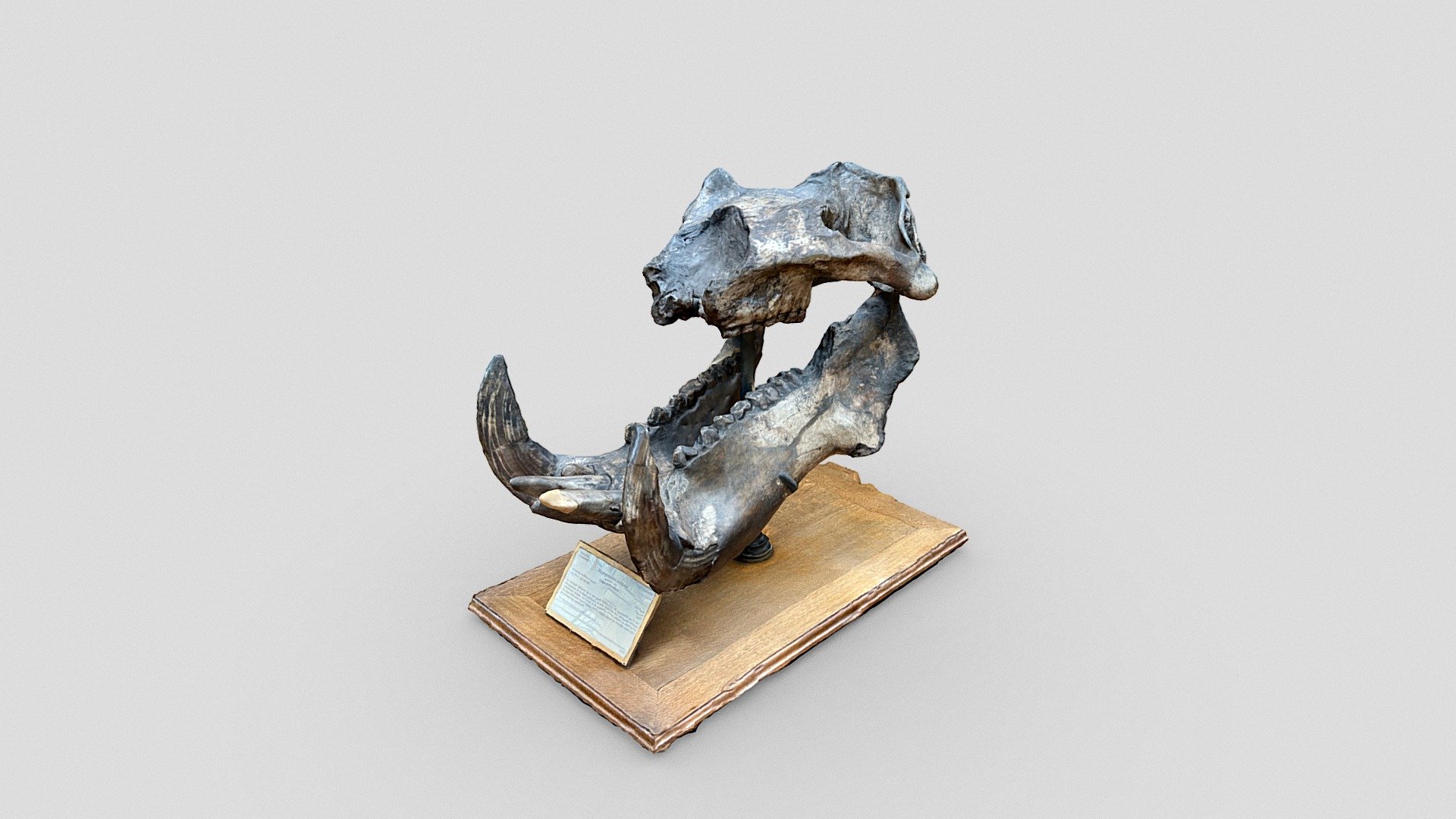 Hippo skull, Natl. Museum of Natural History (4)