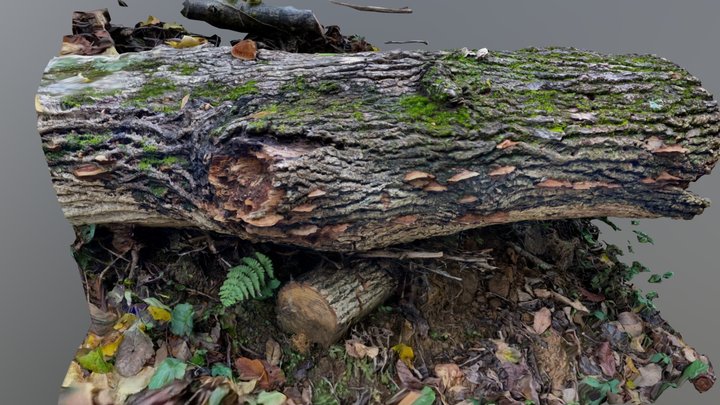 Day 076: Fallen Log – Modello 3D gratuito STL