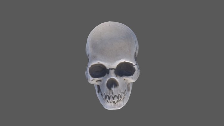 Cráneo optimizado 3D Model