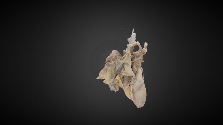 102_hires 3D Model