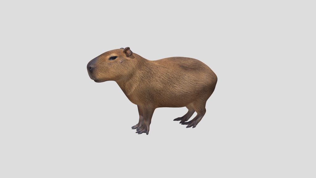 Capybara Profile